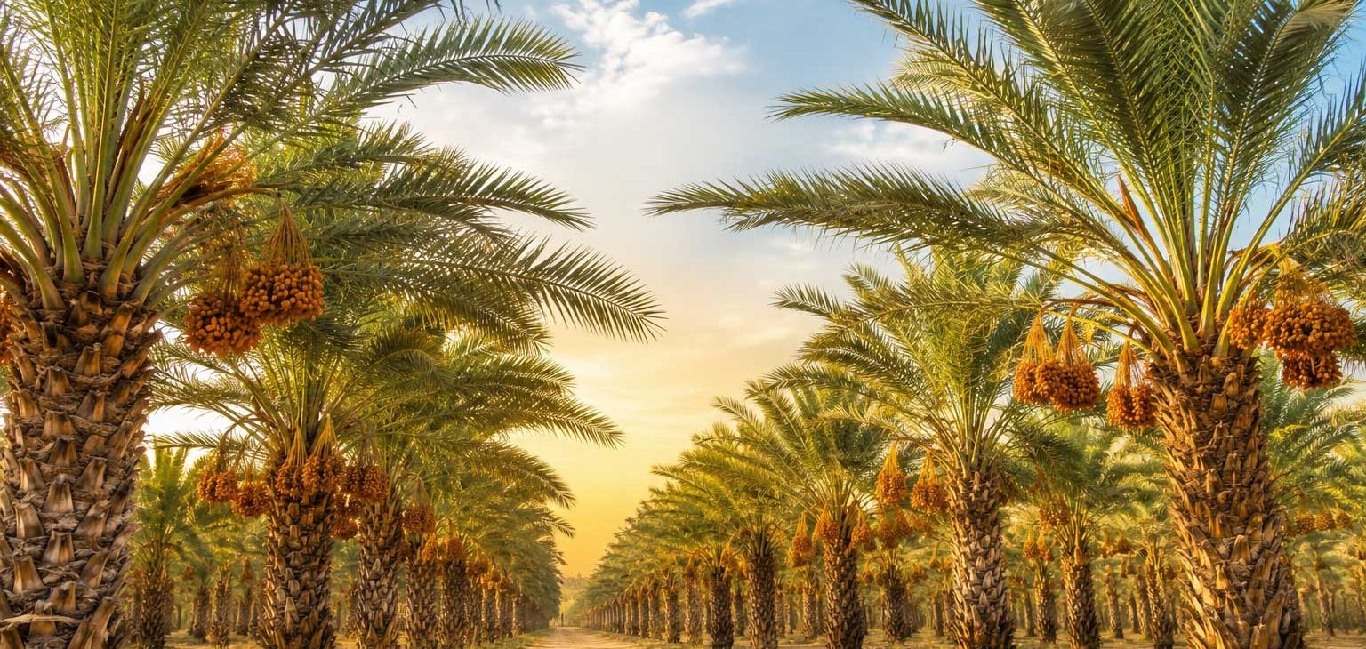 خرمای کیانا نخلستان